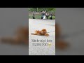 Dog Refusing To Leave Park Funny Dog Videos