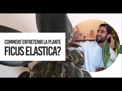 , title : 'Comment entretenir la plante Ficus elastica (ou robusta ou caoutchouc)? (l'entretien de la plante)'