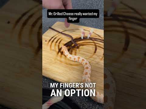 Full video on YouTube. #hognose #snake #reptile #reptiles