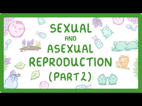 Kingdoms of Life Animals Plants Fungi Protoctists Bacteria and Viruses 1