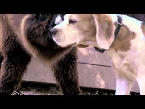lama kissing  dog