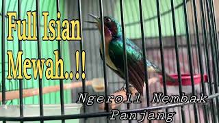 Download lagu Kolibri wulung gacor ngeroll nembak panjang full isian mewah... mp3