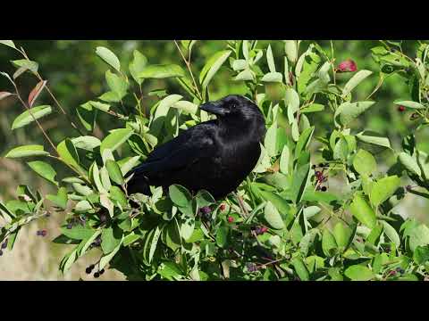 American Crow eating serviceberries