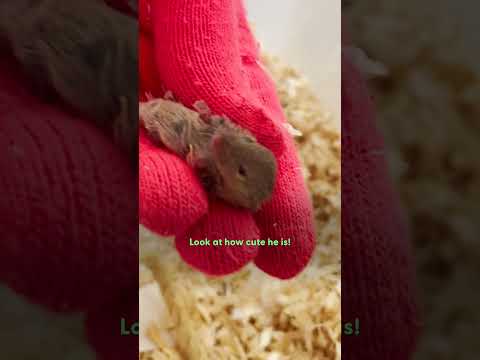 Paar rettet eine kleine Maus aus dem Supermarkt | The Dodo