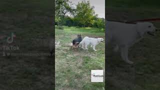 Pružná rozdvojka pro psy, tlumič tahu