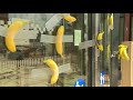 Actiegroep plakt bananen op Rotterdamse rechtbank