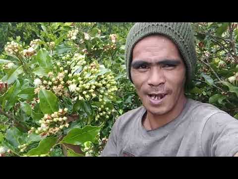 Cingke sang sibar.🤣🤣🤣