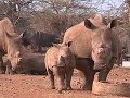 Всемирный день носорога: животные на грани вымирания (новости) 