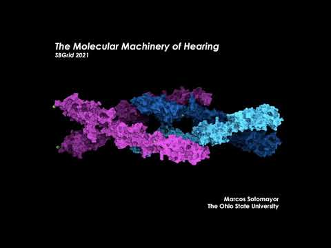 Prof. Marcos Sotomayor - The Molecular Machinery of Hearing
