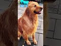 On the road- cute #dog #pets #cat #goldenretriever #nature #food #animals #like #subscribe #shorts