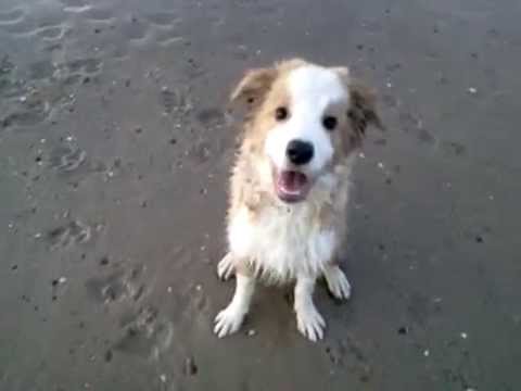 Funny dog movies: small thumb and the giant At The Greater Toronto beaches