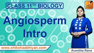 Angiosperm Intro | Plant Kingdom | CBSE Class 11 Biology