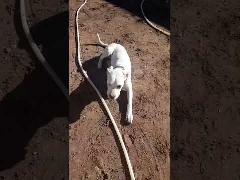 #dok #arjontin #كلاب