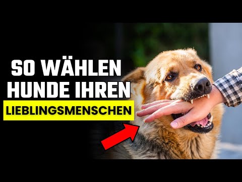 10 Zeichen, dass du der Auserwählte deines Hundes bist (und es nicht mal wusstest)