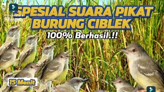 Download lagu SUARA PIKAT CIBLEK RIBUT‼️CIBLEK LIAR BAKAL KELUAR SARANG SEMUA || HANYA BUTUH 5 MENIT🔥 (15menit) mp3 Download lagu SUARA PIKAT CIBLEK RIBUT‼️CIBLEK LIAR BAKAL KELUAR SARANG SEMUA || HANYA BUTUH 5 MENIT🔥 (15menit) mp3