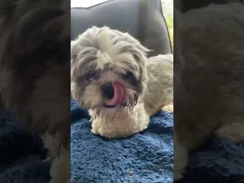 Kevin’s a baby🍼 #dog #dogs #doglover #lovedogs #funny #funnydogs #cutedogs #happy #puppy #doglife