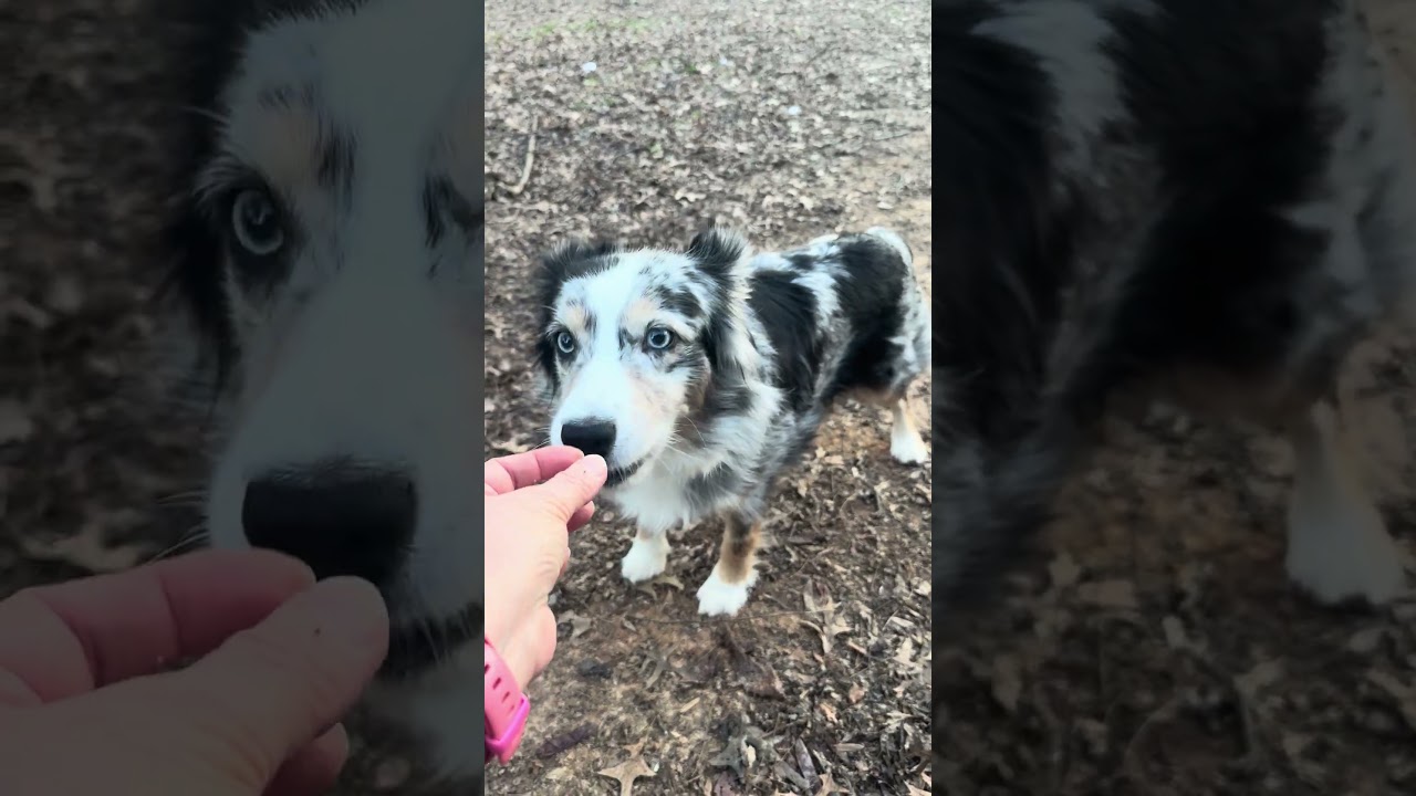 Freya, a Adoptable Australian Shepherd in Cookeville, TN video 4/4