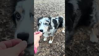 Video preview image #1 Australian Shepherd Puppy For Sale in Cookeville, TN, USA