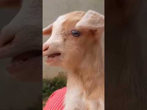 Bakre ki aawaz 🐐#viral #viral #ytshorts #shortvideo #shortsfeed #subscribe please ❤💯