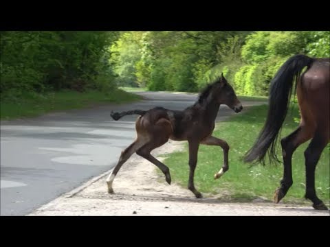 *2019 Hengst von Don Nobless - Diamond Hit