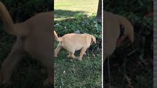 Video preview image #7 Labrador Retriever Puppy For Sale in PARIS, MO, USA