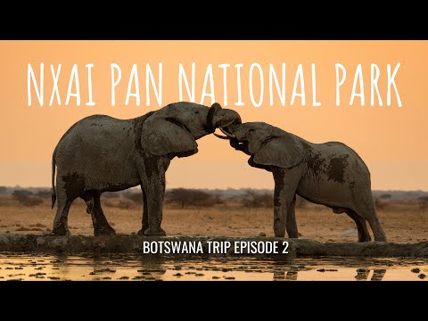 BOTSWANA TRIP Episode 2 | Magic around Nxai Pan National Park's waterhole!