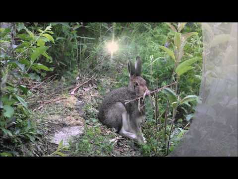 Schneehase im Sommer