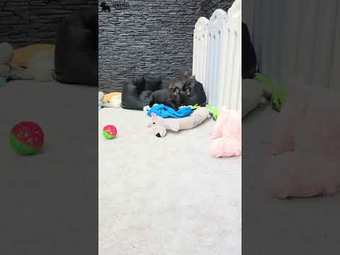 Video 3