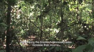 ACA Brazil Nuts (Peru): Supporting Nut Farmers and Protecting the Amazon