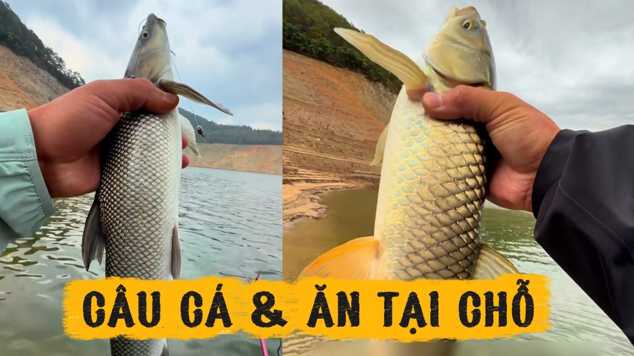 Câu cá xâm lấn và chế biến ăn tại chỗ