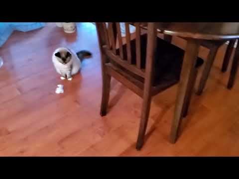 Adolpho and Roxie getting to know each other