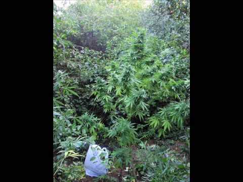 Sojah - Leave my herbs alone - konshens and Delus - Kill Babylon Sound Dubplate