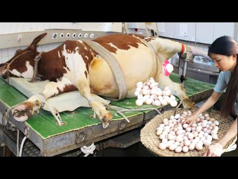 Amazing Modern  Automatic Cow Farming Technology - Fastest Feeding, Cleaning and Milking Machines