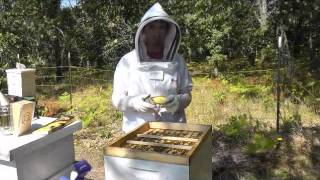 preview picture of video 'Varroa Mite Treatments'