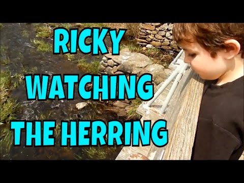 Rickys 1st Herring Run 2016 ~ Middleboro Ma ~ Oliver Mill Park