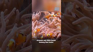Download lagu Kalian Harus Tau Nih! Dalam Film Finding Nemo mp3