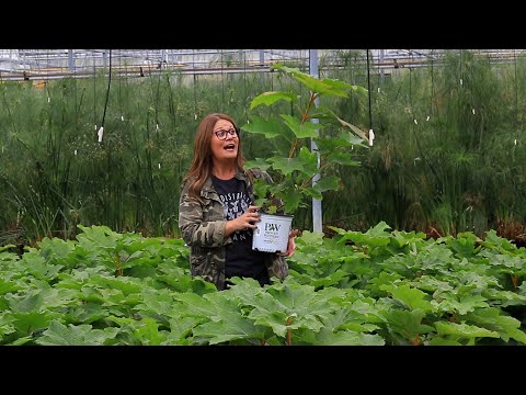 Plant Of The Day: October 10 - 16