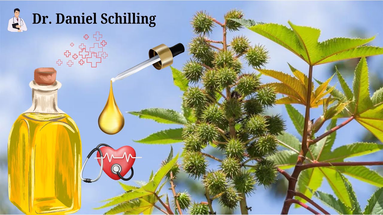 How Castor Oil Can Improve Heart Health! And Interesting Benefits Of Castor Oil (Secoya Health)