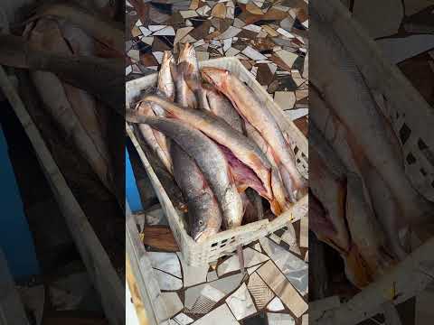 Pescado em Oiapoque - AP - Setembro 2026