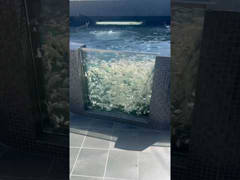 Platinum Ogon Dream Pond 🙌🏼🤍 #koi #fish #koifish #japan #japanesekoi