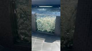 Download lagu Platinum Ogon Dream Pond ππΌπ€ #koi #fish #koifish #japan #japanesekoi mp3 Download lagu Platinum Ogon Dream Pond ππΌπ€ #koi #fish #koifish #japan #japanesekoi mp3