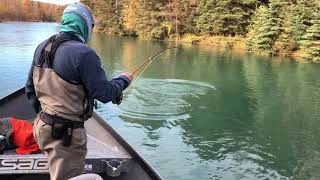 Kenai River Silvers with The Fly Project