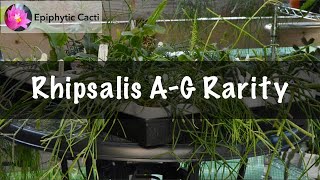 Download lagu How Rare Is Your Rhipsalis? Species & Rarity Tier List A-G mp3