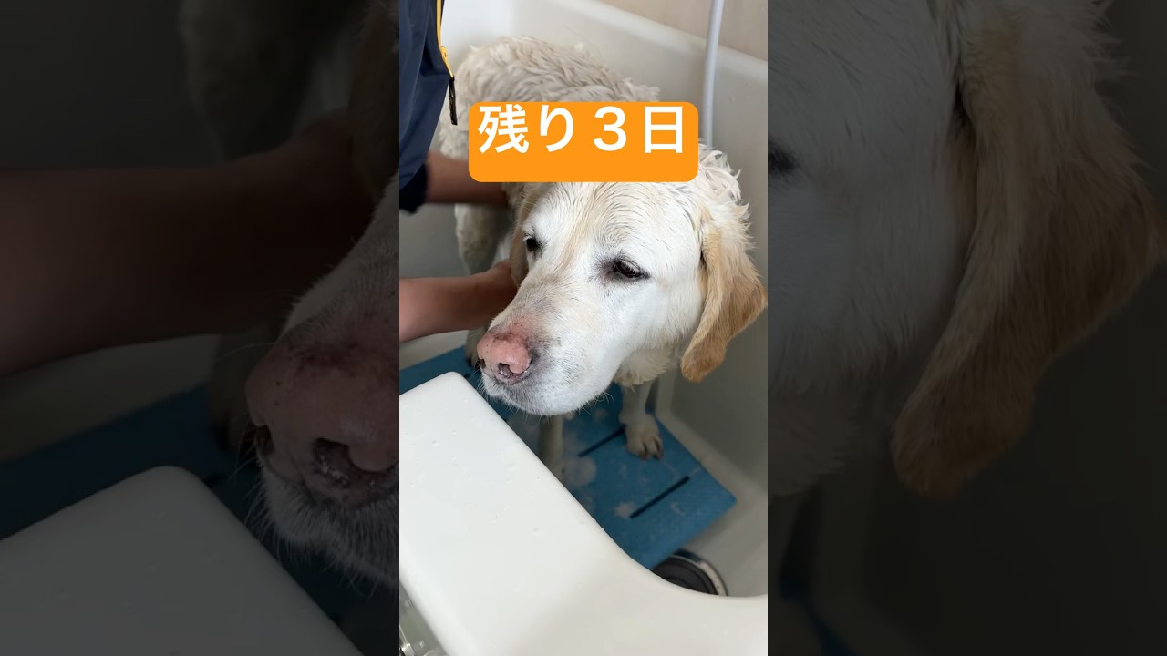 【引退まで残り３日】盲導犬氷次郎🦮本当にありがとう❣️#shorts  #labrador  #盲導犬