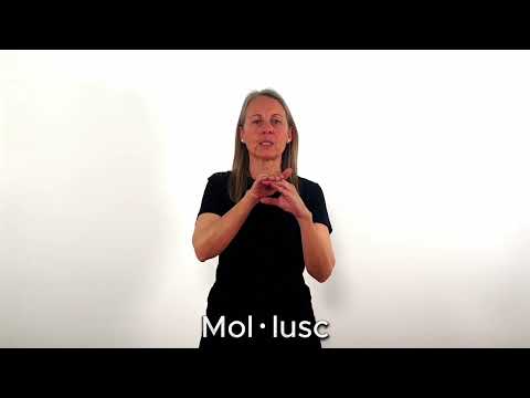 Mol·lusc - LSC