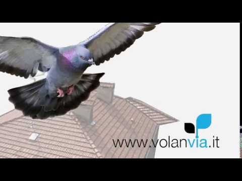 Siva Igiene e cura ambientale