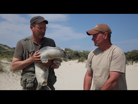 Dokumentation "Wildes Borkum" (3sat)