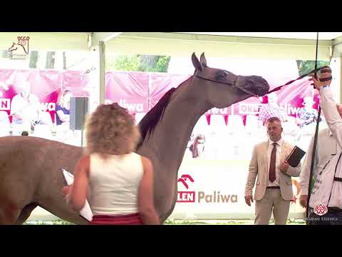 N32 EL MEDIDA - 2020 PRIDE OF POLAND - 42nd Arabian Horse National Show - Yearling Fillies (Clas...