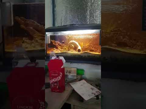 Slavic car garages be like