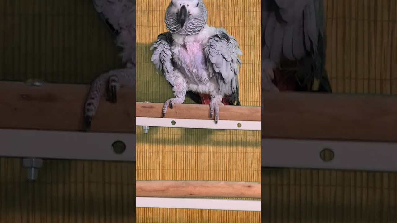 Tiki M 28 YO African Grey Prefers Women, a ADOPTABLE African Grey in Vancouver, WA video 5/5